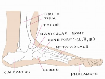 Anatomie: botten van de voet
