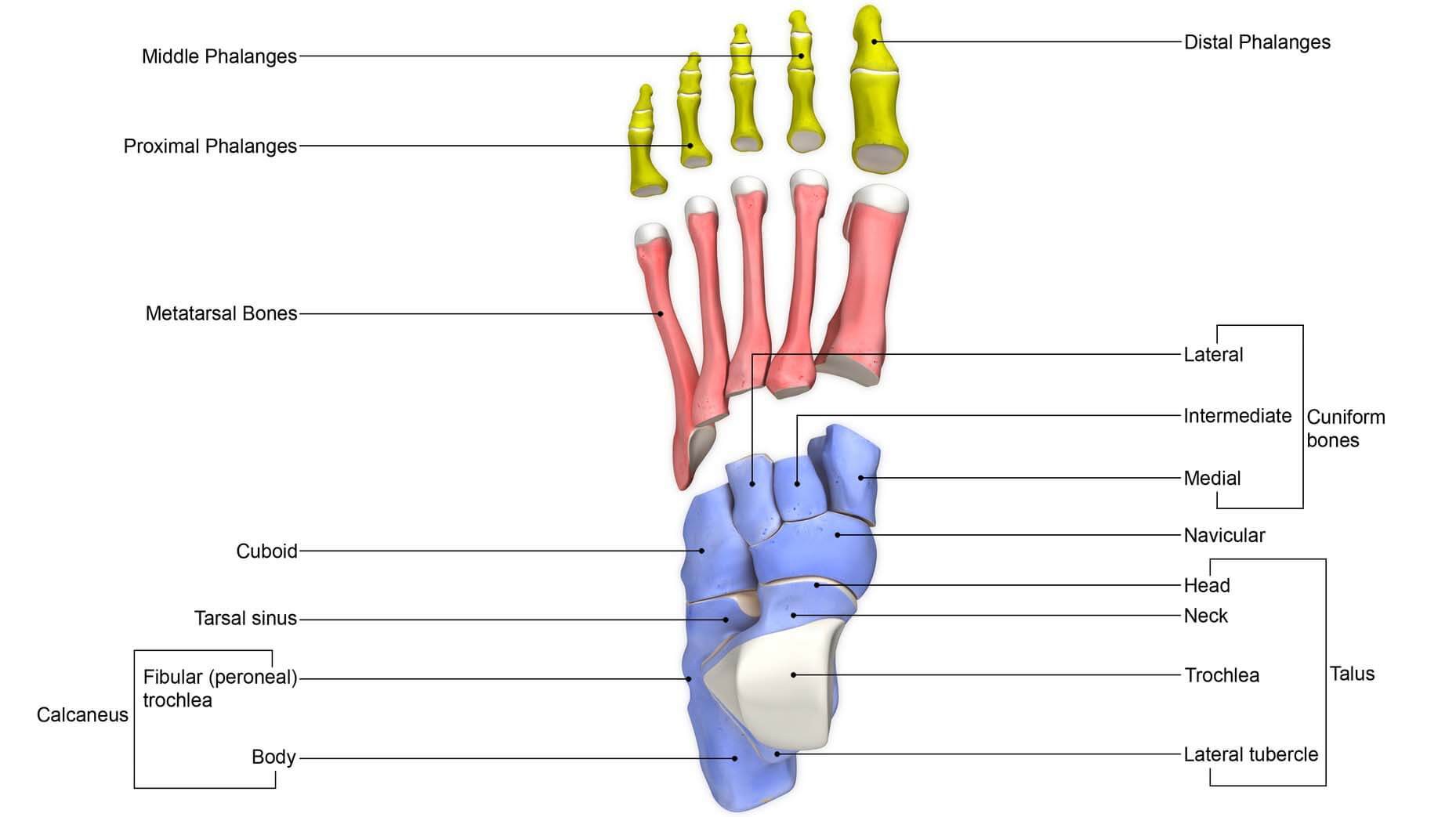 Delen Van De Voet Anatomie Voeten QEKAE Delen Van De Voet Anatomie Voeten QEKAE