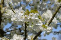 Medisch Pedicure Praktijk Staat, voor goede voetzorg