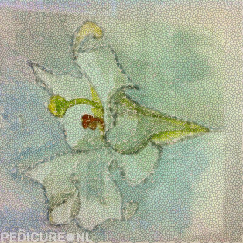 Lilianne Velthuizen Medisch Pedicure