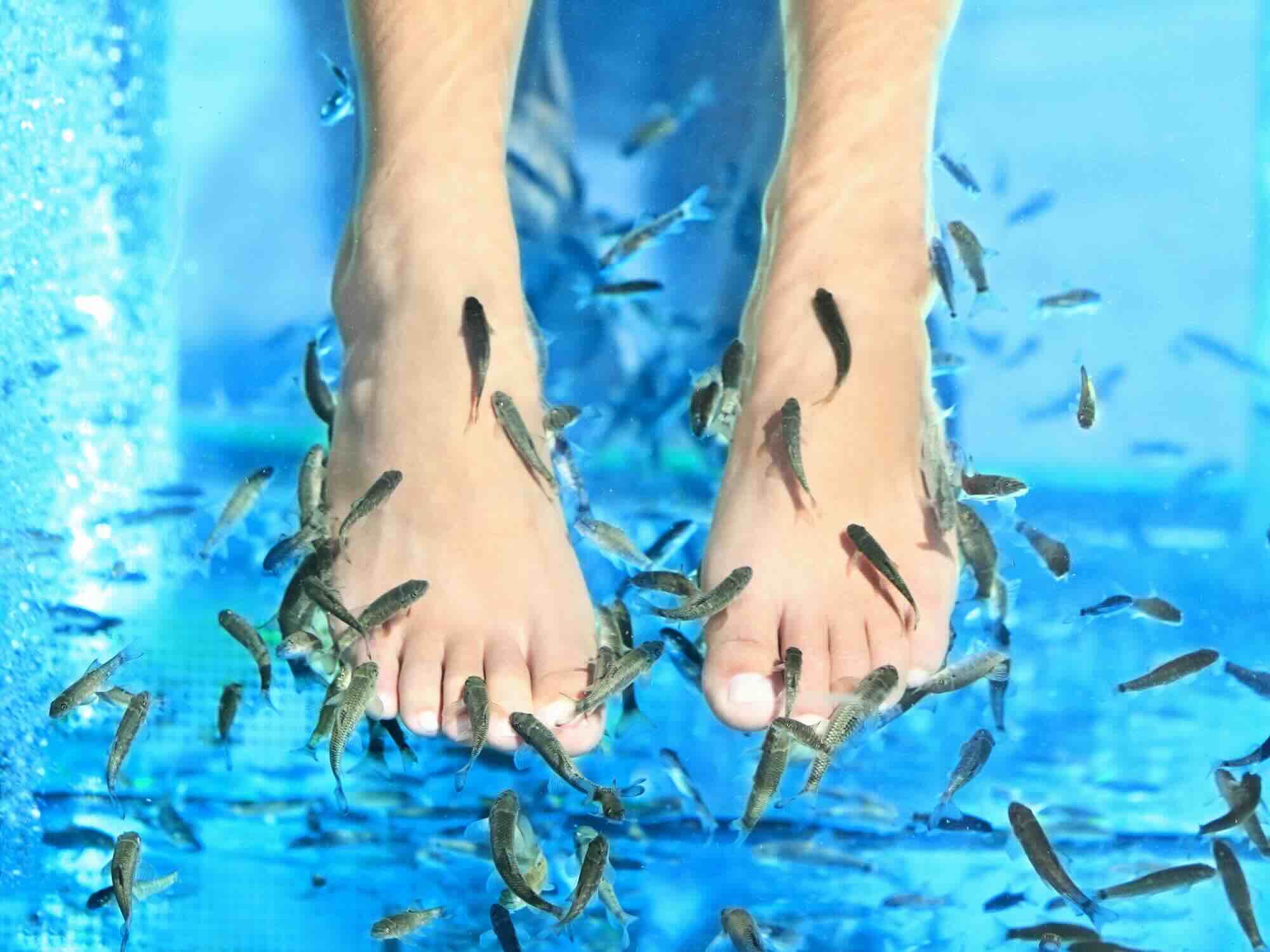 Fish spa behandeling met garra ruffa 'knabbelvisjes'